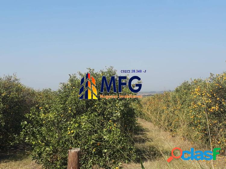 Excelente Fazenda de laranja na Região de São Carlos-SP