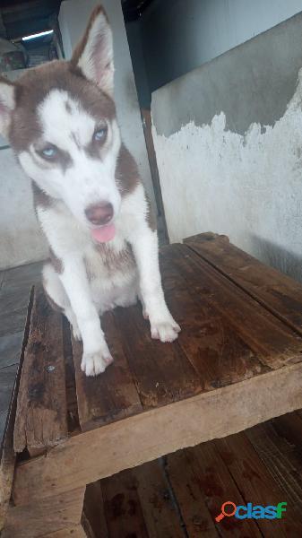 husky Siberiano Wooly