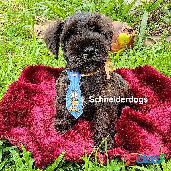 schnauzer macho pronta entrega