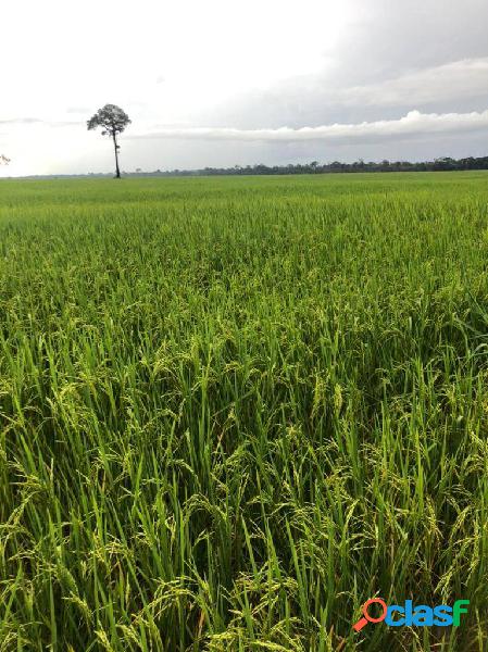 Vende-se Fazenda 1000 Alqueires