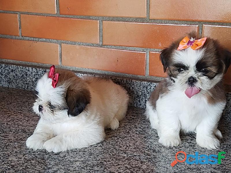 Shihtzu Filhotes Macho e Fêmea branco e Caramelo