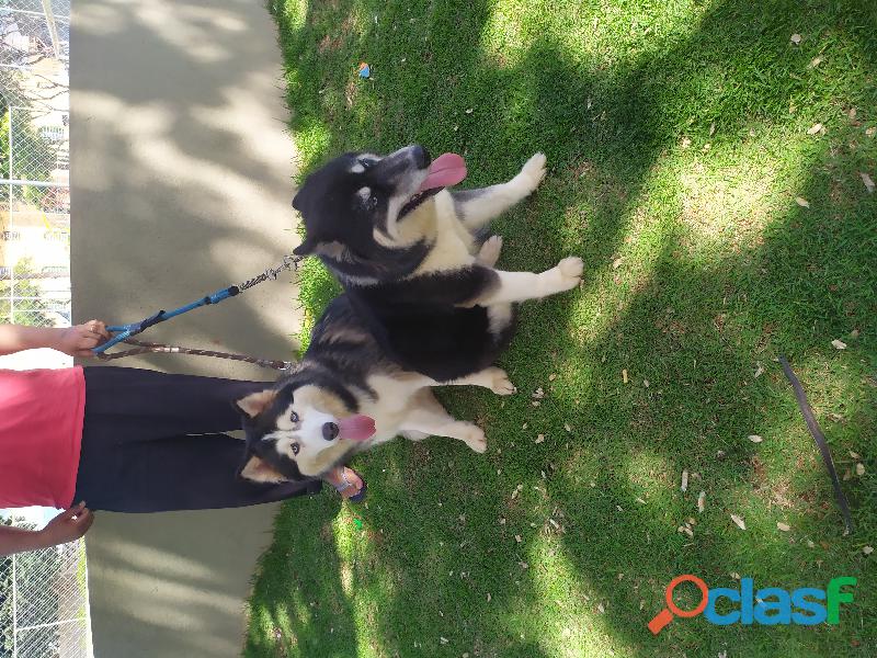 Lindos filhotes de Husky Siberiano em Belo Horizonte