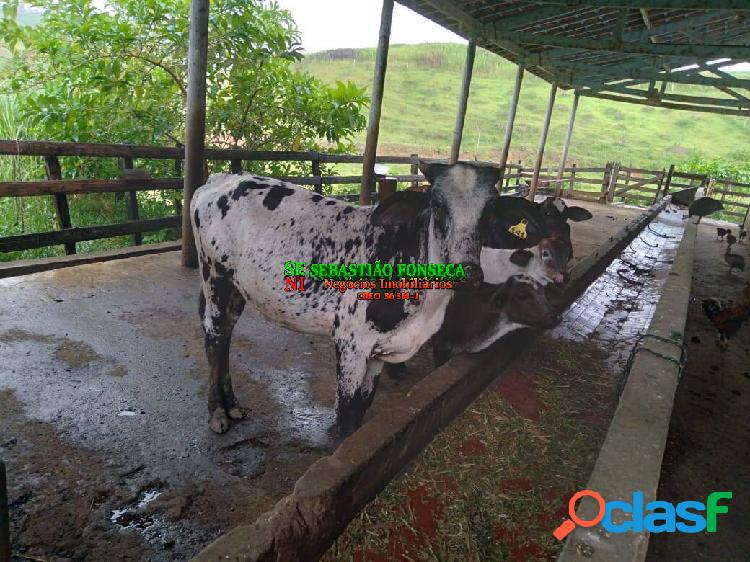 Sítio para gado de leite na Zona Norte de São José dos