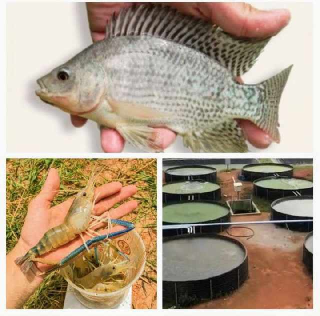 Consultoria peixe e camarão