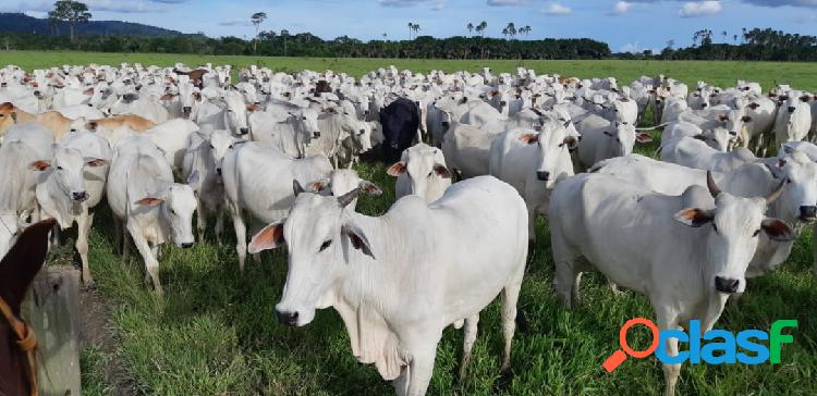 FAZENDA PARA GADO DE 1.000 HECTARES NO PARÁ EM FRENTE A BR