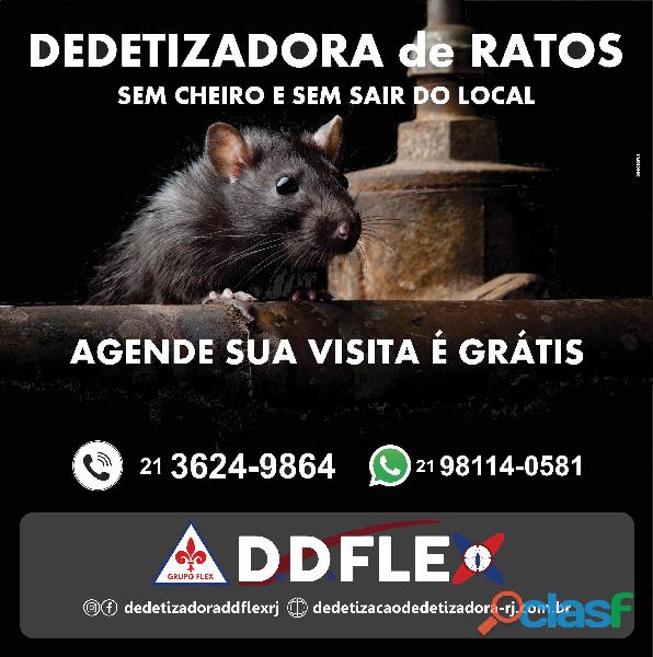 Desratização: Ratos e Ratazanas RIO(Zona Norte)