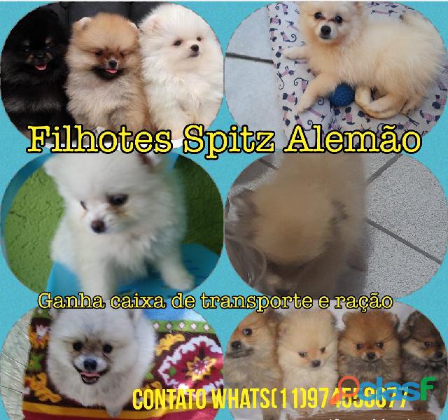 Filhotes spitz alemão