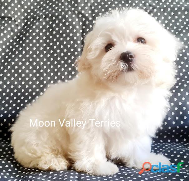 Canil Moon Valley Terriers Especializado somente em Maltes