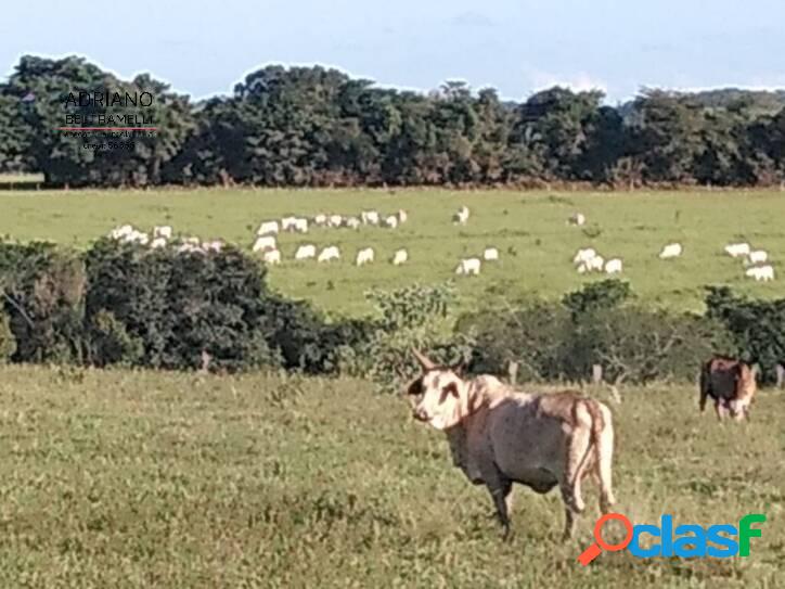 FAZENDA EM MINAS - 123 ALQUEIRES - CARMO DO RIO CLARO