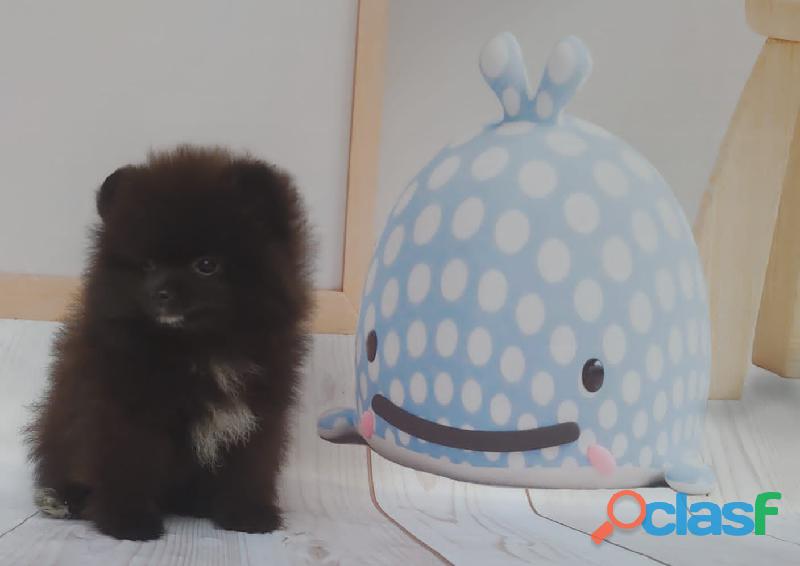 Filhote Lulu da Pomerânia Preto