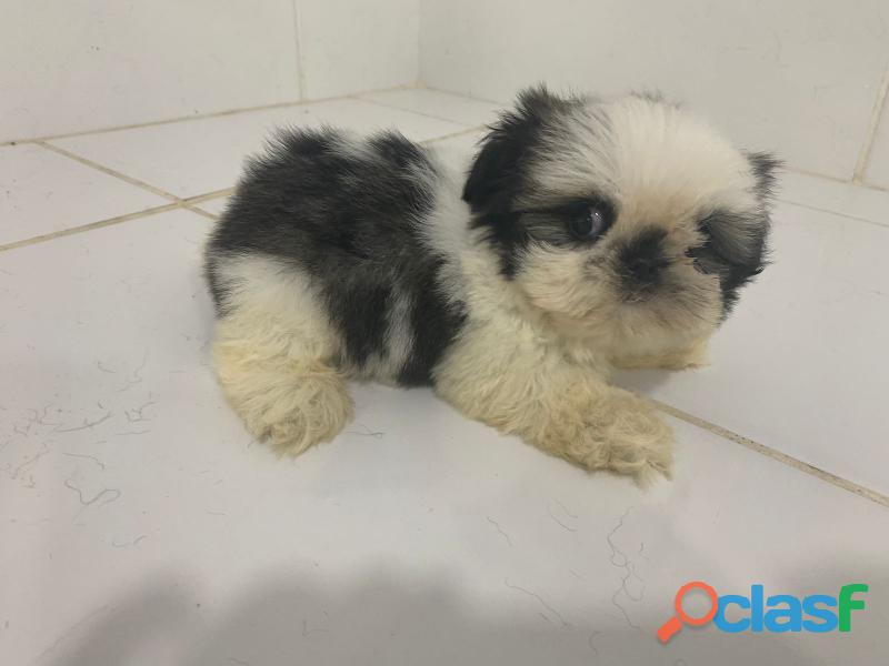 FILHOTES DE SHIH TZÚ À VENDA.CRIAÇÃO VETERINÁRIA.