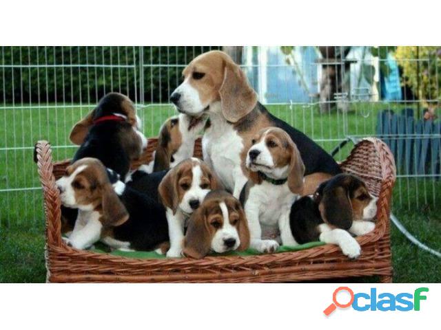 Lindos Beagles com pedigree