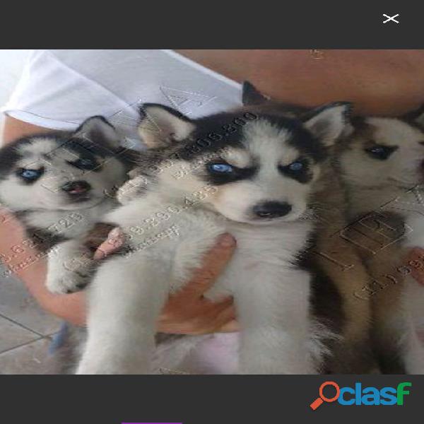 FÊMEAS DE HUSKY SIBERIANO OLHOS AZUIS EM OFERTA