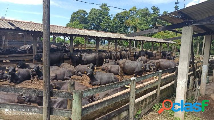 Fazenda a Venda em Pilar do Sul