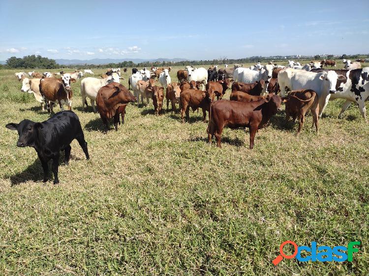 Fazenda de alto padrão a venda no vale do Paraíba