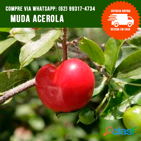 Mudas de Acerola