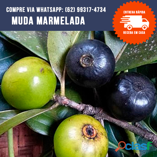 Mudas de Marmelada do Campo