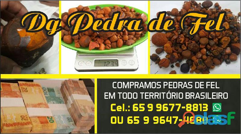 Compro pedra fel bovino