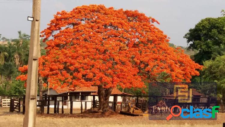 Fazenda Região de Campina Verde em MG