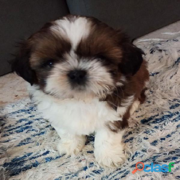 Lindo filhote Shihtzu macho