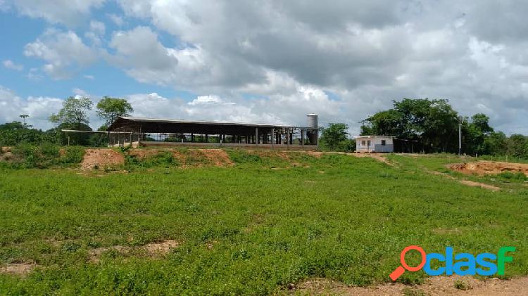 VENDO FINCA DE 145 HECTÁREAS EN SECTOR OJO DE AGUA EN EDO.