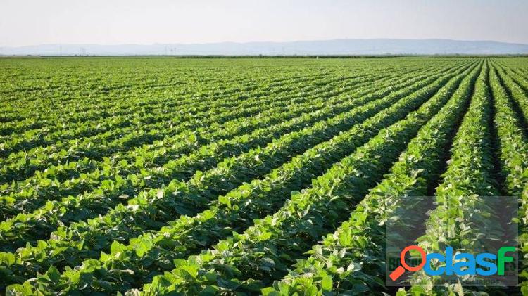 Fazenda de soja em Goiás, produzindo, 2.136 hectares,