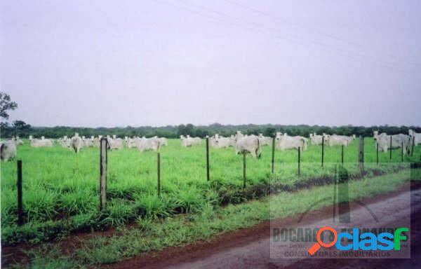Fazenda produtiva no Tocantins, 110.000 hectares, pecuária