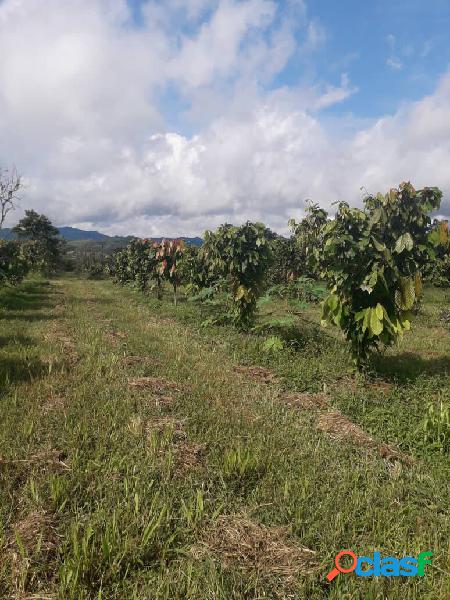 Preciosa y productiva Finca en Miranda, Carabobo.
