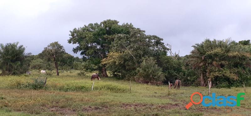 1.036 Alqs Abertos Planta Soja Plana Região d Gurupí TO