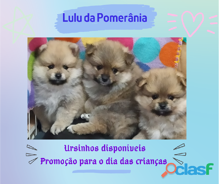 Vendo filhotes de Lulu da Pomerânia