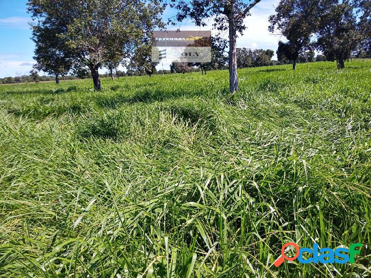 Fazenda de Oportunidade em Itacaiu - GO ! 126 alqueires !