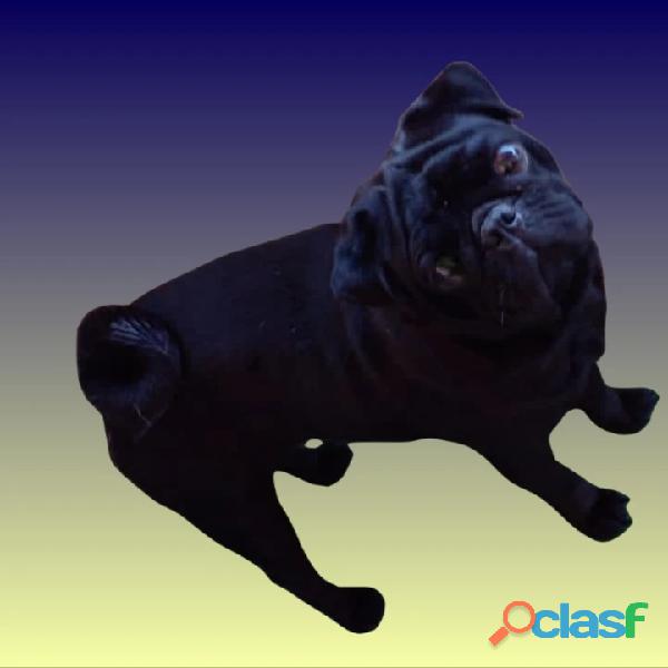 Pug macho preto
