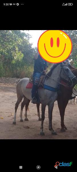 Cavalo de Esteira
