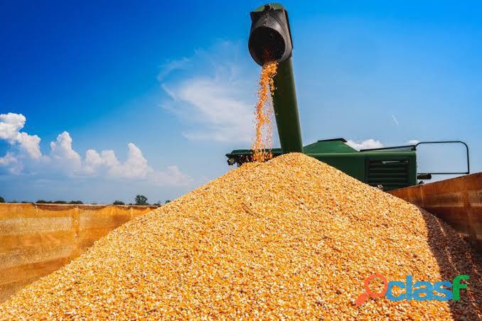 Venda de milho Padrão 1 Direto da Fazenda