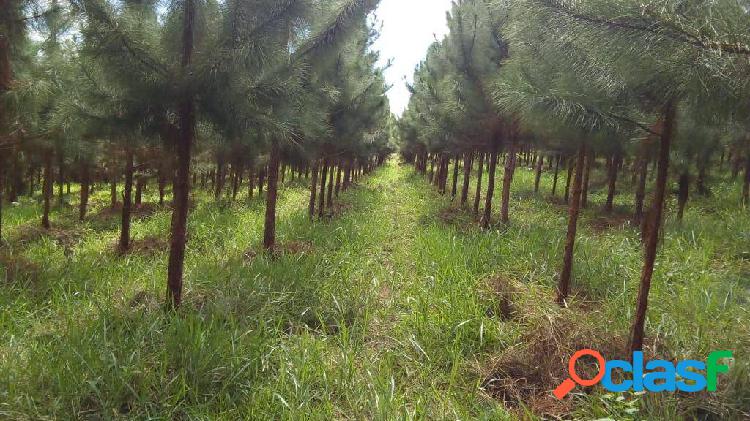 Fazenda de Pinus Registro - SP