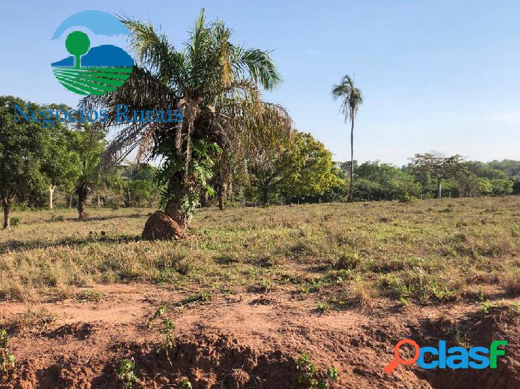 Fazenda de cultura de bacuri e gueroba 25 alqueires