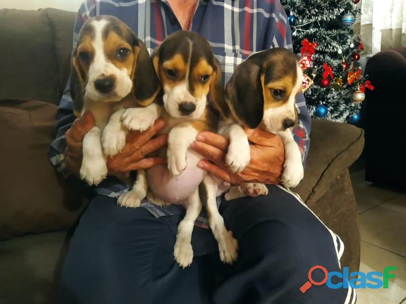 Beagle disponível