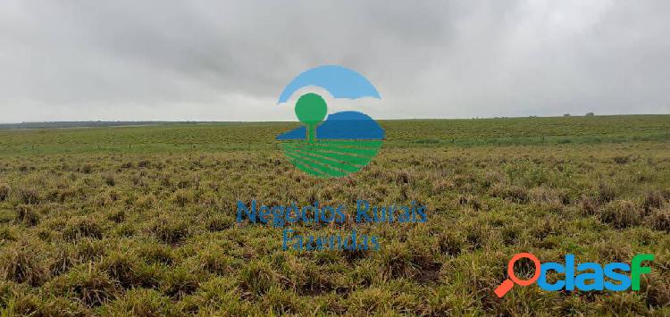 Fazenda de agricultura região Pedro Afonso