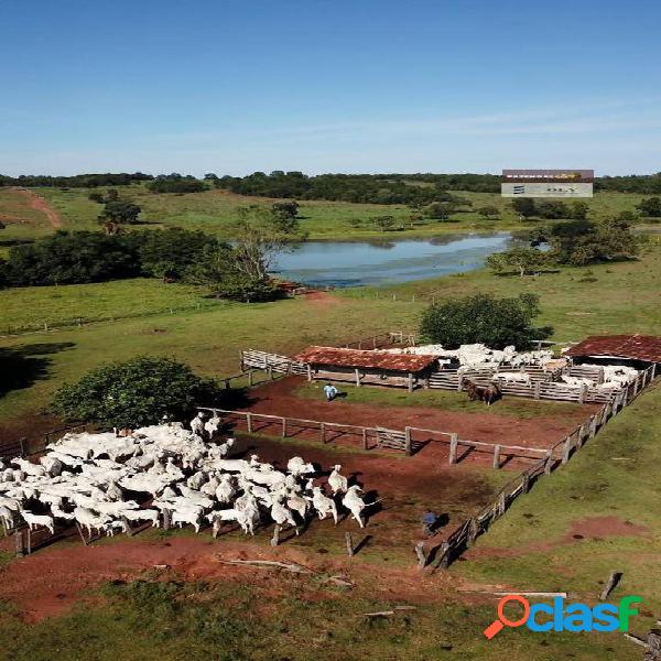 Fazenda Extra - Região de Porangatu-GO ! 50 Alqueires !