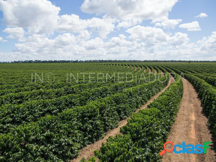 FAZENDA DE CAFÉ PRODUTIVA NO SUL DA BAHIA