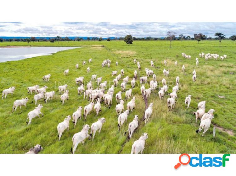 Fazenda pecuária porteira fechada em Formosa, GO