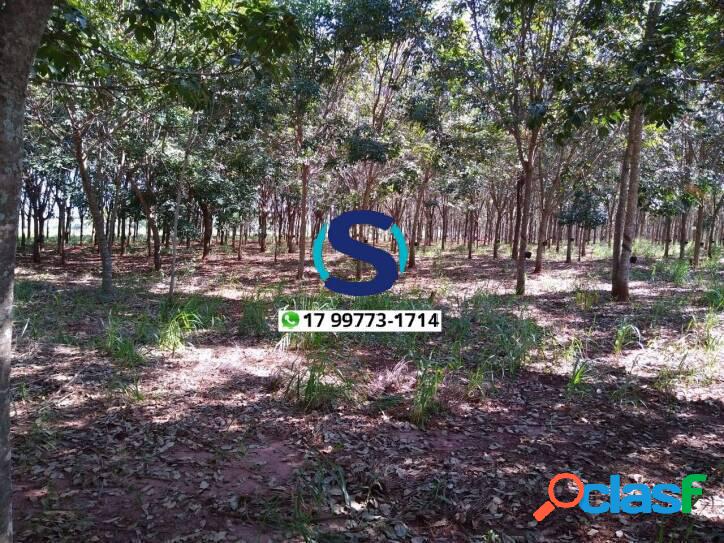 Sítio de 3.8 alqueires com seringueira em Indiaporã - SP