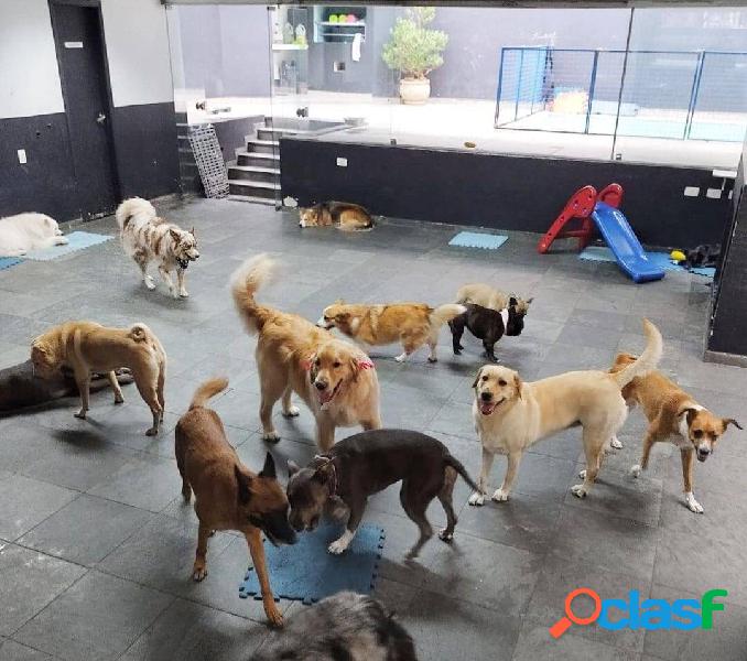 Pet Shop*Clinica Vet. Hotel e Day Care(Venda Integral ou