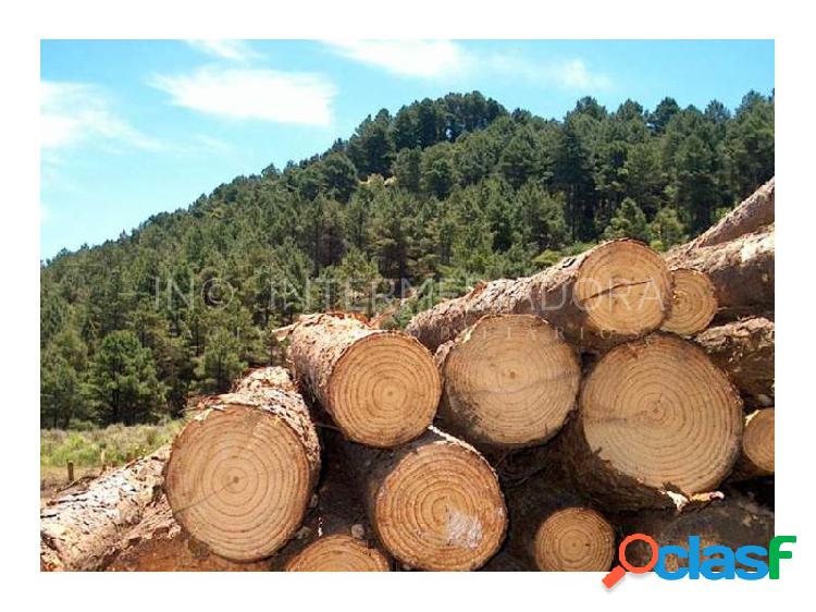 Fazenda com Floresta de Pinus em SC
