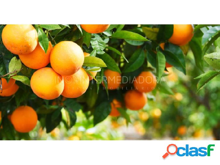 Fazenda de laranja na região de Araçatuba SP