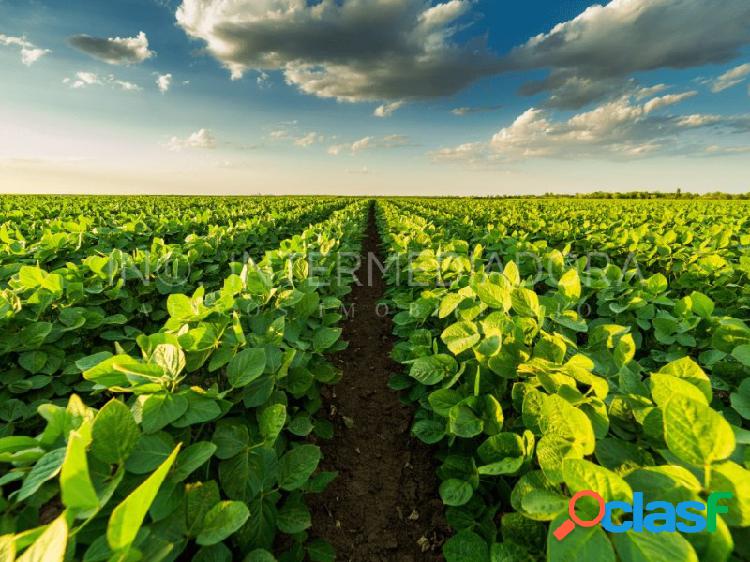 Fazenda de soja com 3 colheitas anuais em Goiás