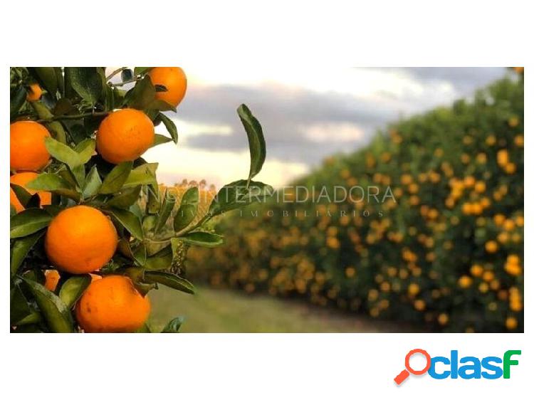 Fazenda produtiva de laranja no interior de SP