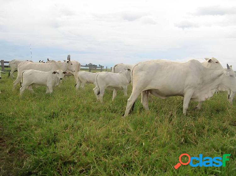 Fazenda a venda em Pontes e Lacerda - MT