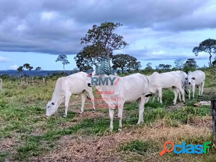 FAZENDA NO MUNICÍPIO DE PLANALTO DA SERRA