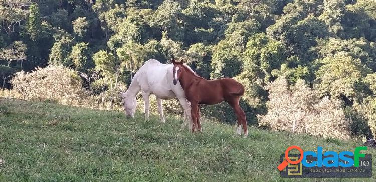 Sítio a venda em Itapetininga SP
